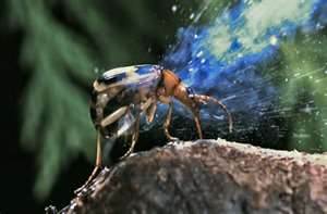 Bombadier Beetle using its self defense mechanism